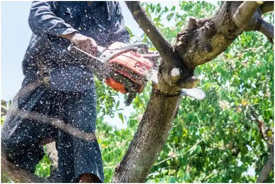 tree services Cheyenne